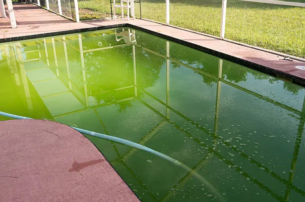 Why Houston Pools Turn Green So Fast