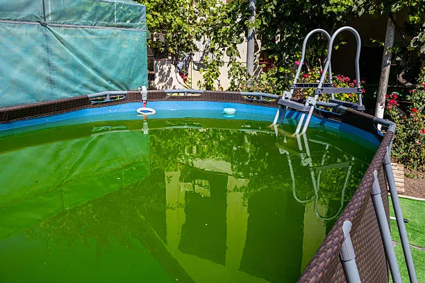 dirty-green-above-ground-pool-with-algae.