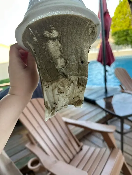 Mustard Algae in Pool Filter